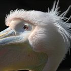 Teilnahaufnahme eines Pelikans