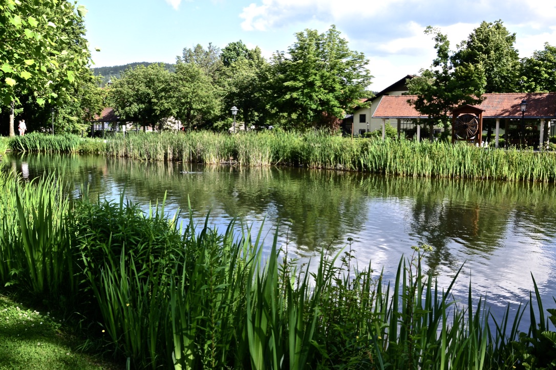 Teilspiegelung im Teich … Foto & Bild deutschland, europe, bayern