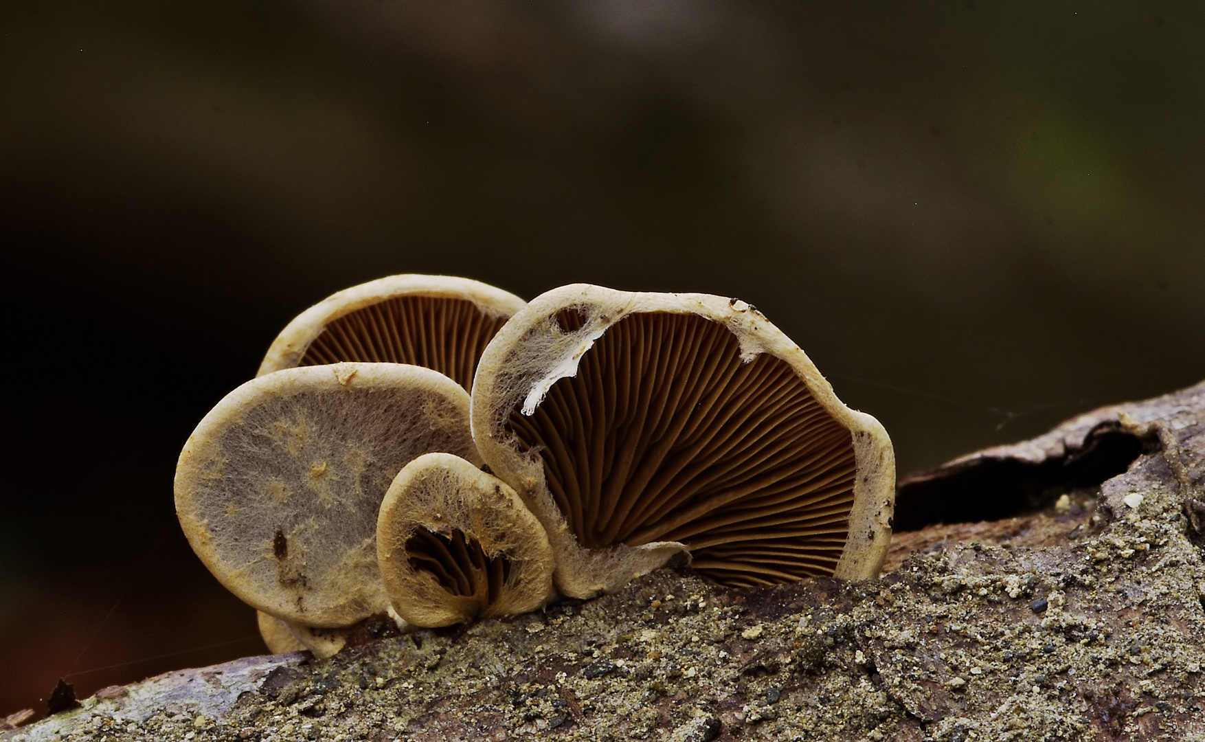 Teilweise geöffnet - Pilze an einem Stück Holz