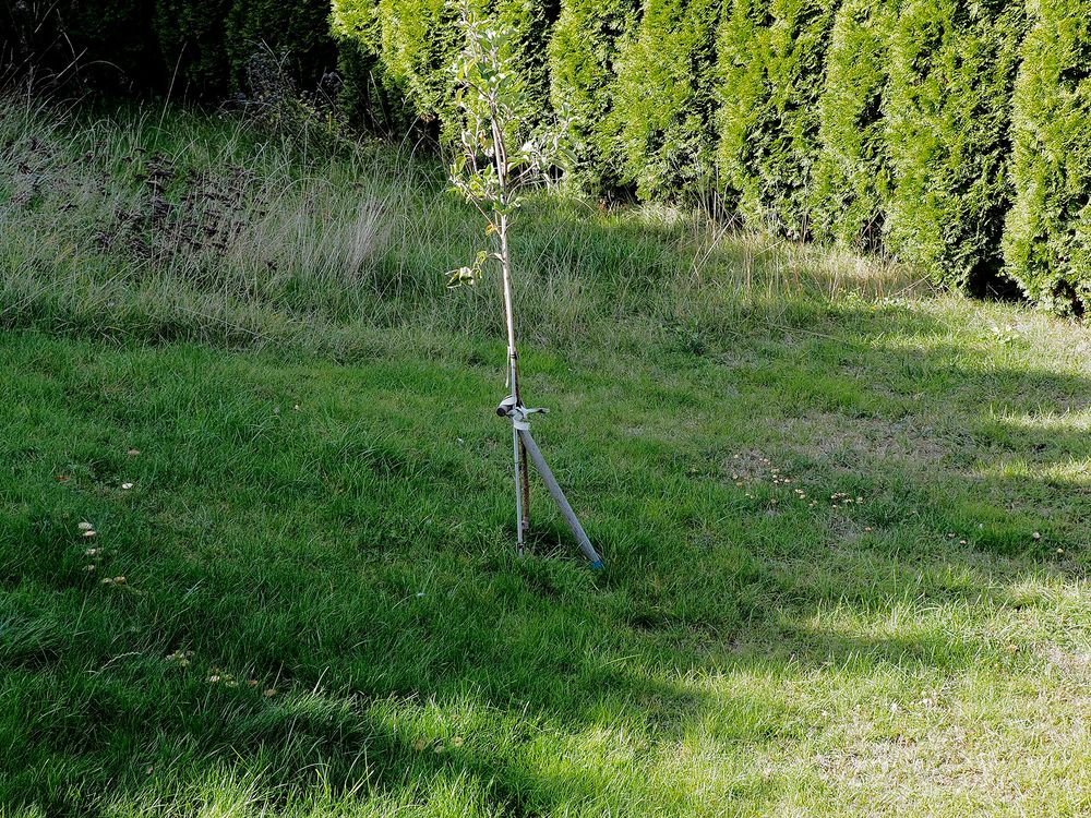 Teilweiser Pilzring (Hexenring) um einen Baum.