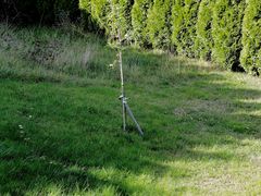 Teilweiser Pilzring (Hexenring) um einen Baum.