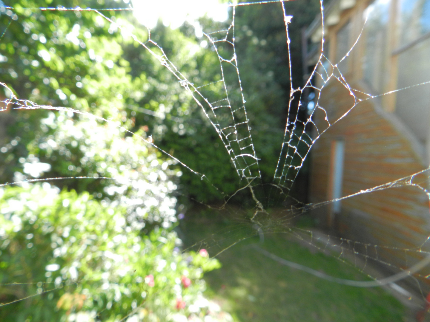 tejido de araña