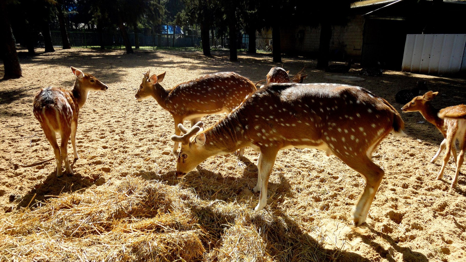 TEL AVIV -YARKON PARK ZOO