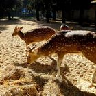 TEL AVIV -YARKON PARK ZOO