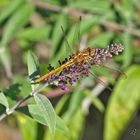 Tel un Bijou  à la couleur ambre...