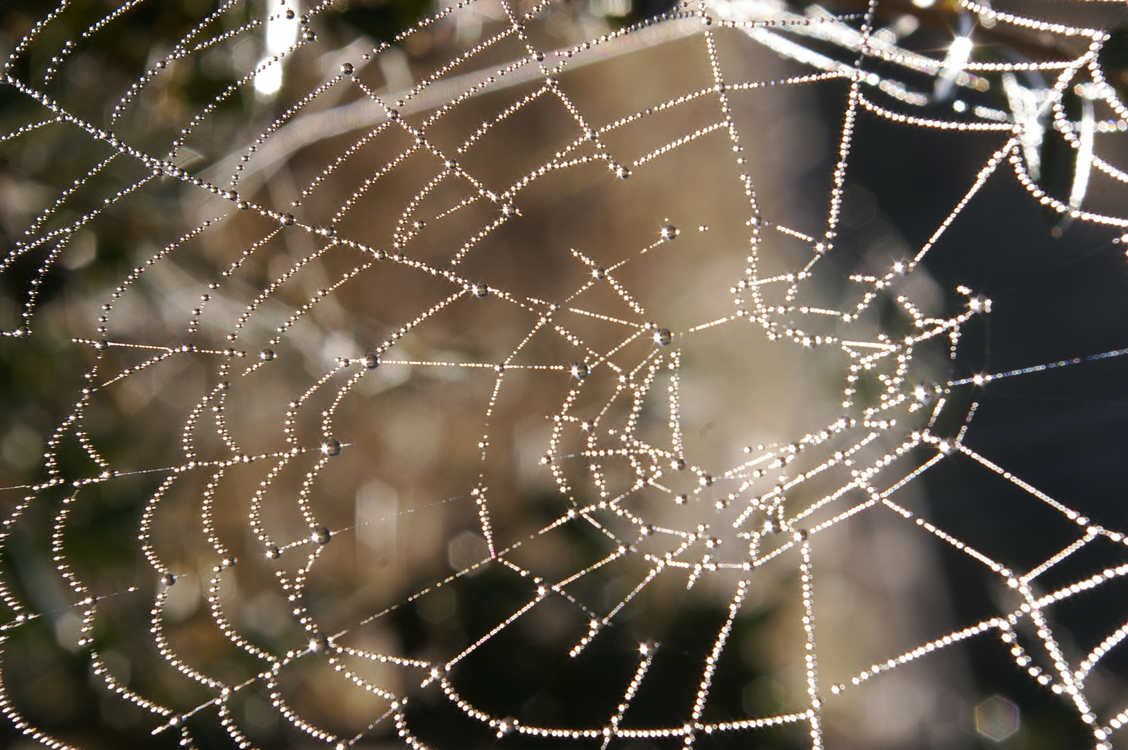 Tela de araña