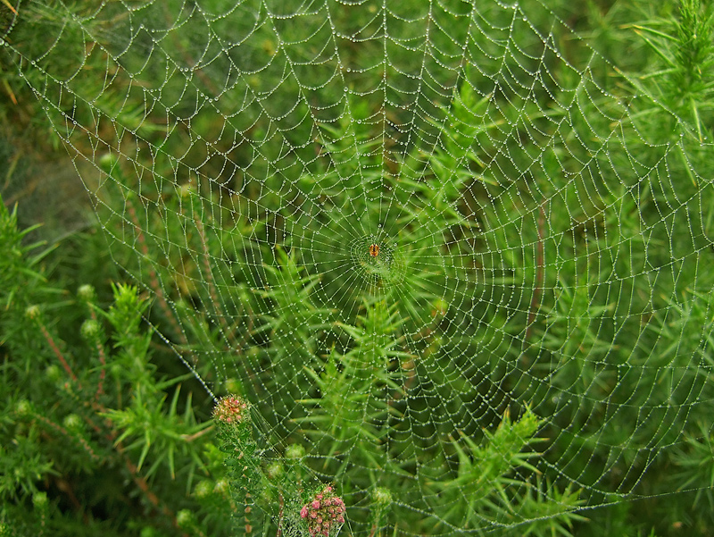 Tela de araña