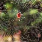 tela de araña