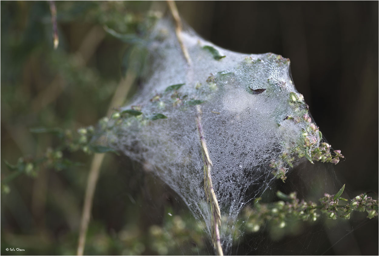 Tela de araña