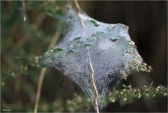 Tela de araña