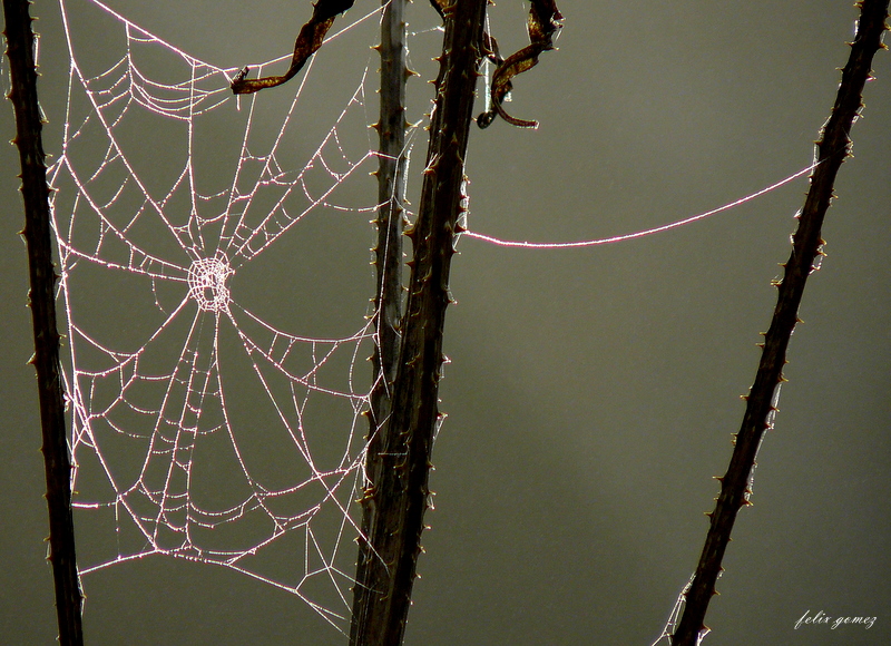 tela de araña