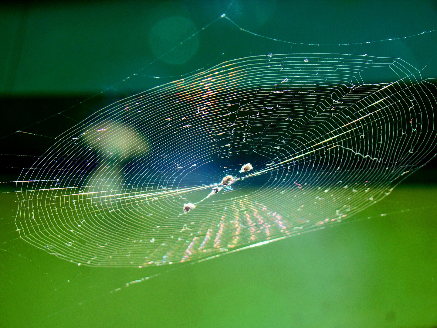 Tela de Araña