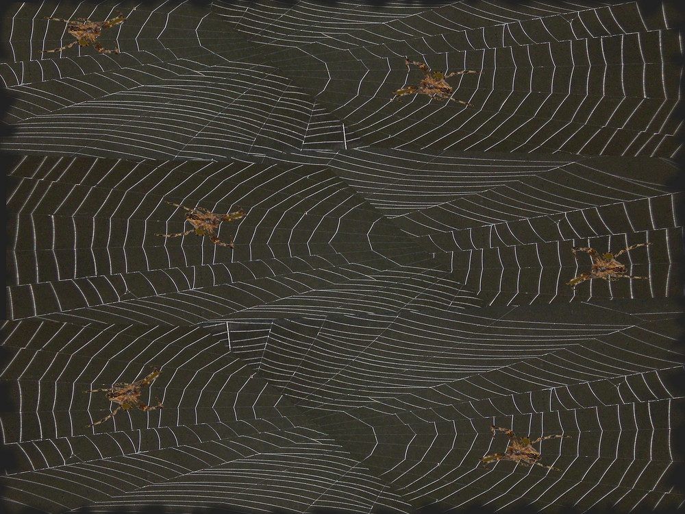 Tela de araña, las sendas de las arañas – '9'