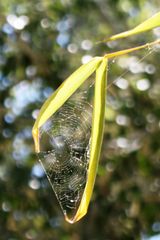 tela de araña y bambú