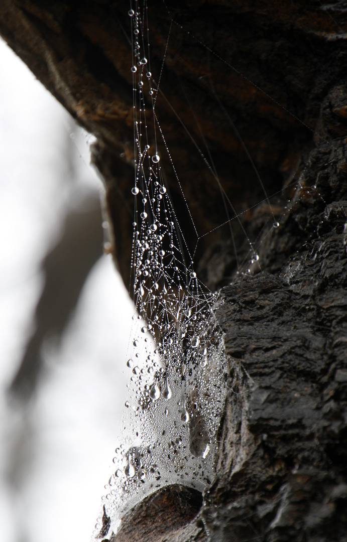 Telaraña