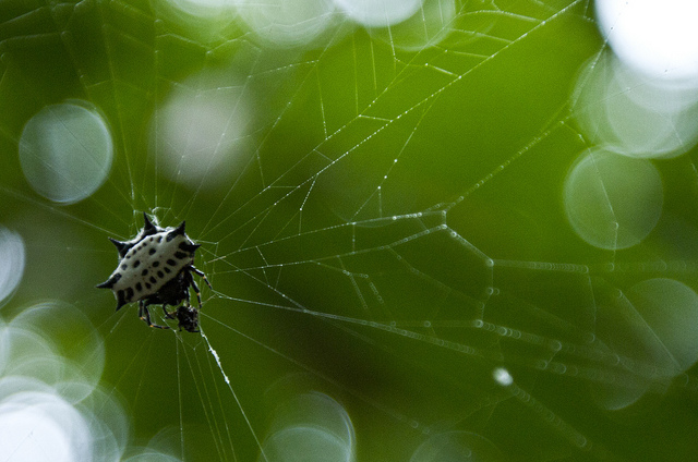 TELARAÑA.