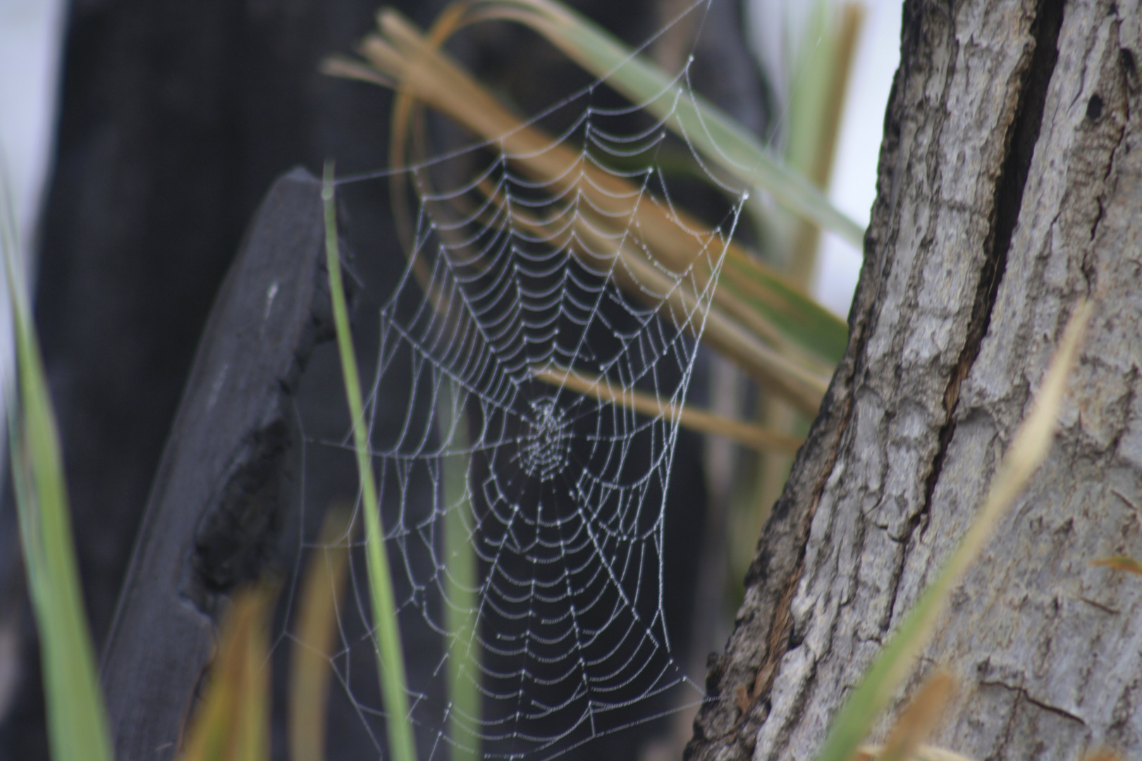 telaraña