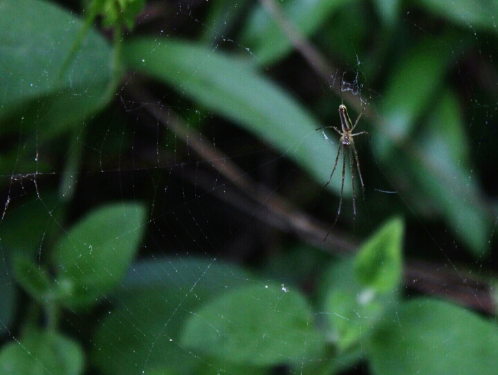 Telaraña 