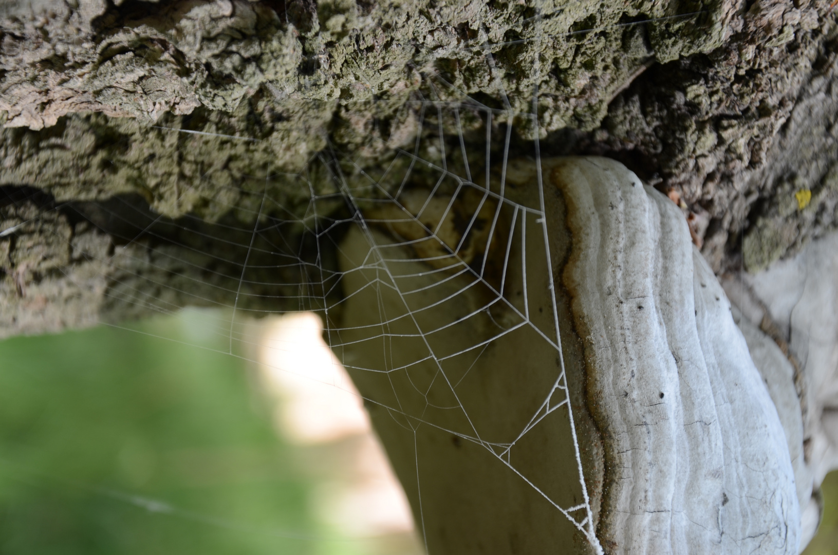 telaraña