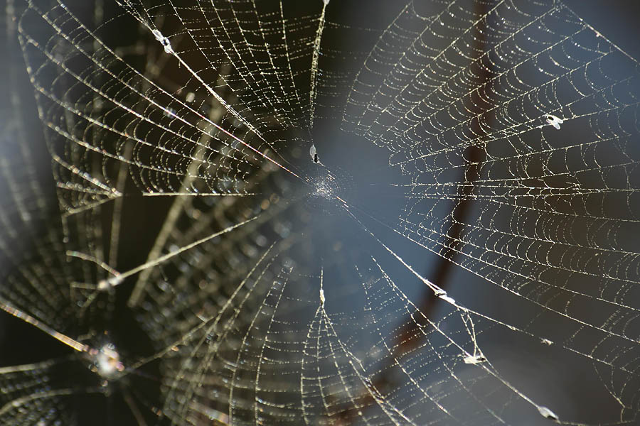 TELARAÑA