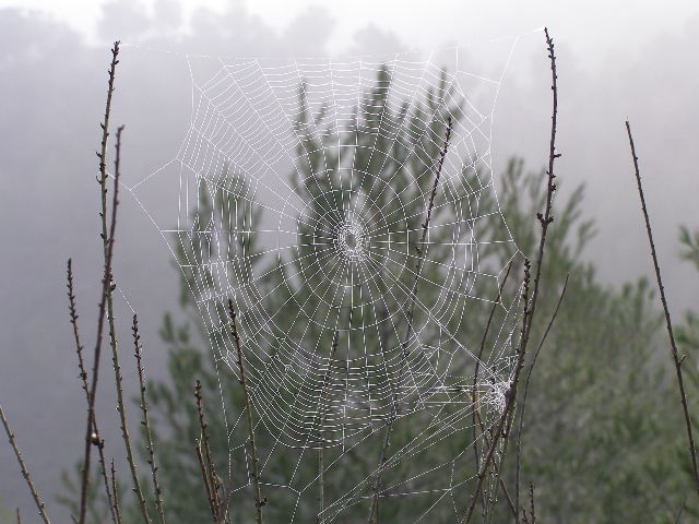 Telaraña en la lluvia