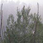 Telaraña en la lluvia