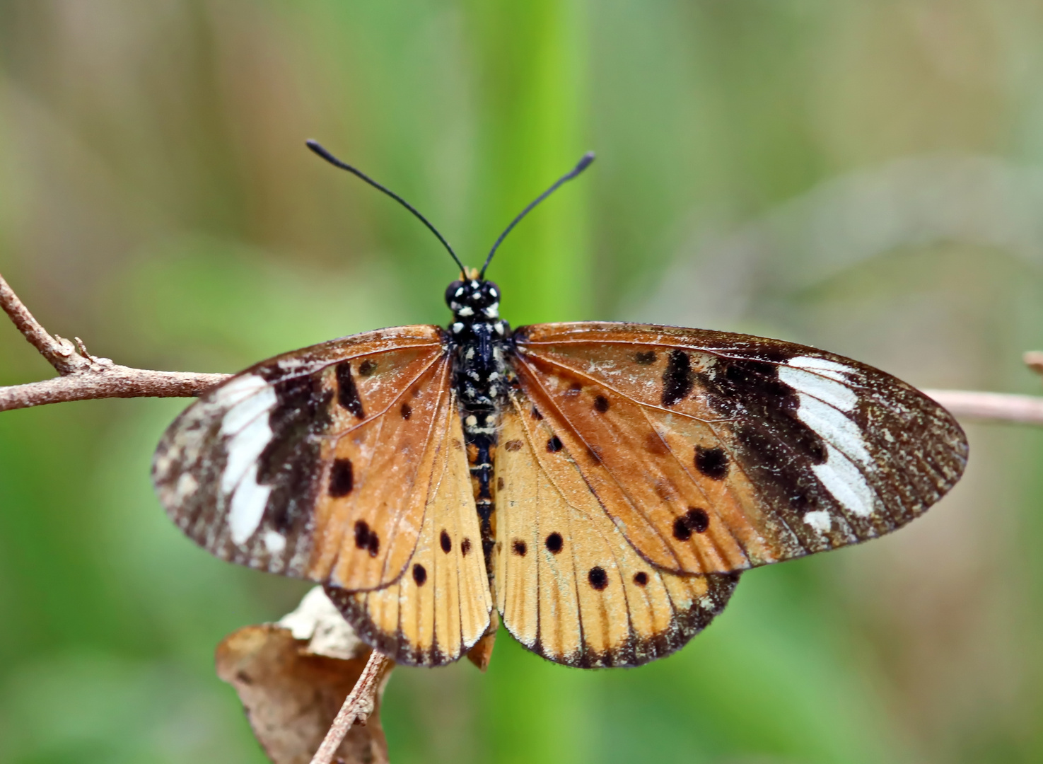 Telchinia encedon