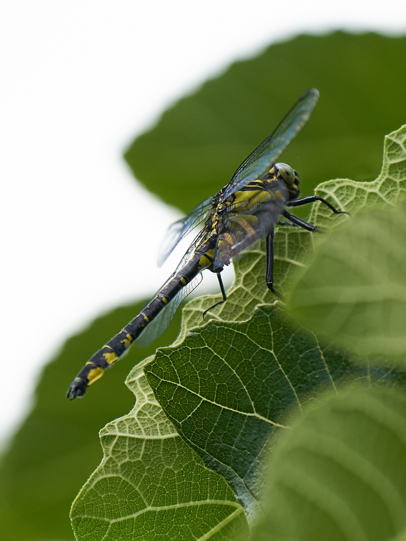 Tele Makro Libelle