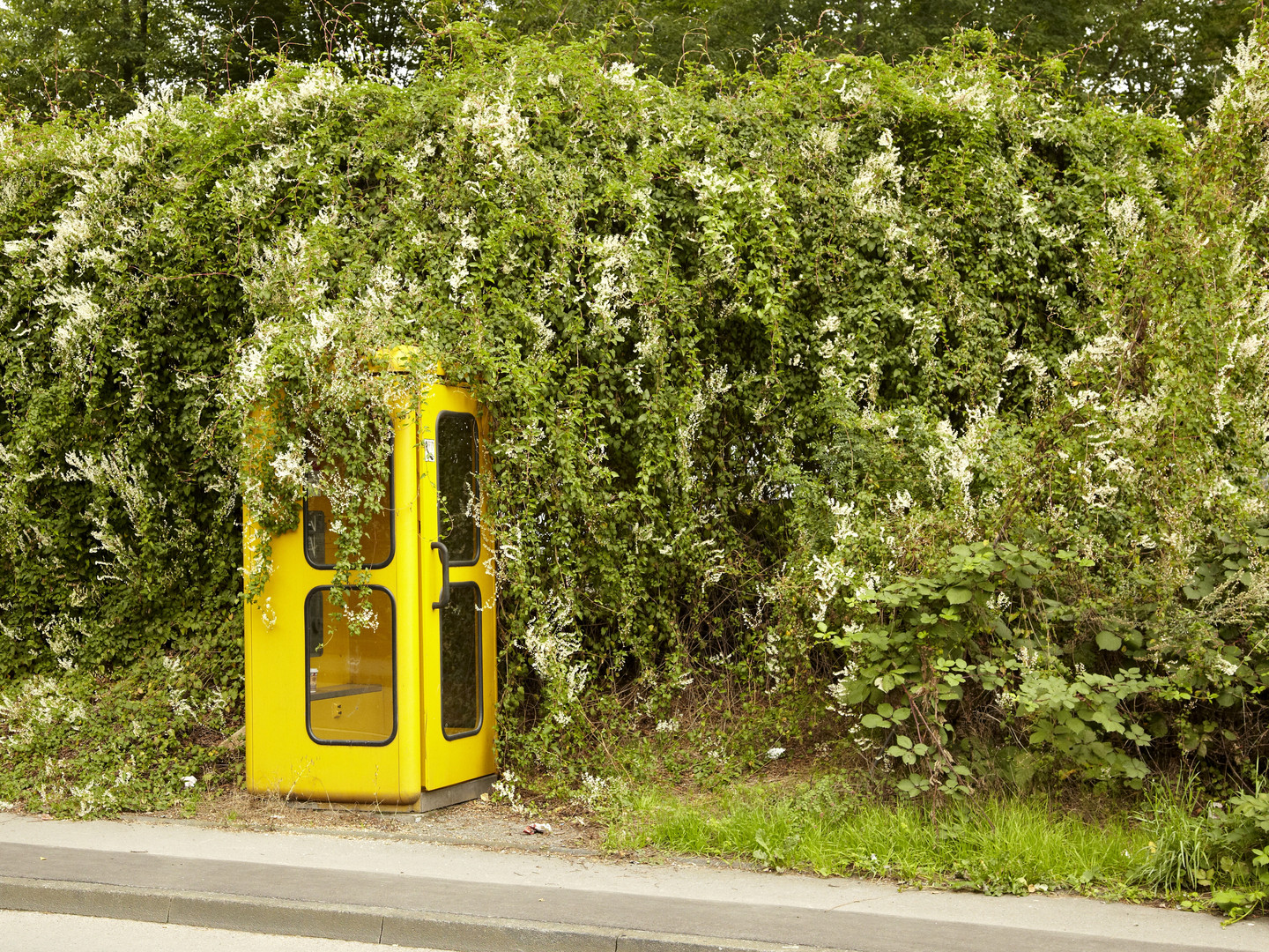 Telefonzelle im Dornröschenschlaf