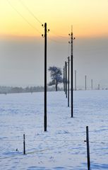 Telegrafen-Baum