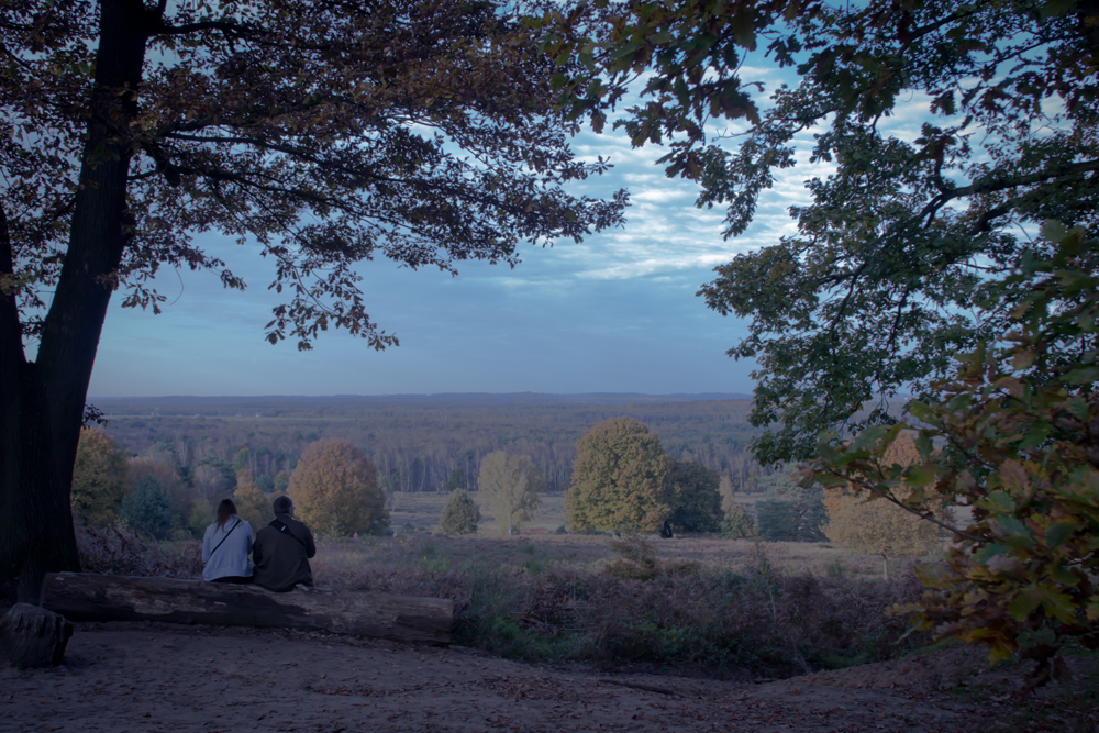 Telegraphenberg/Rodderberg in der Wahner-Heide