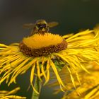 Telekia speciosa