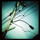 Telephone Poll