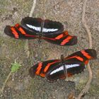 TELESIPHE LONGWING ? ? ? 