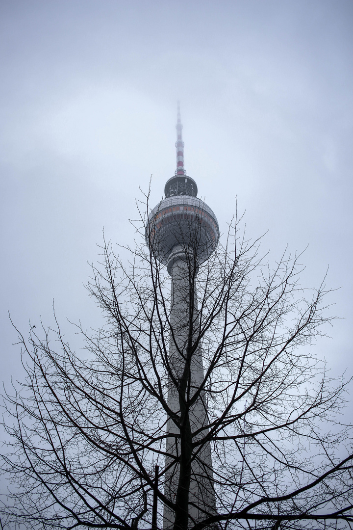 Telespargel im Herbstnebel