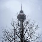 Telespargel im Herbstnebel