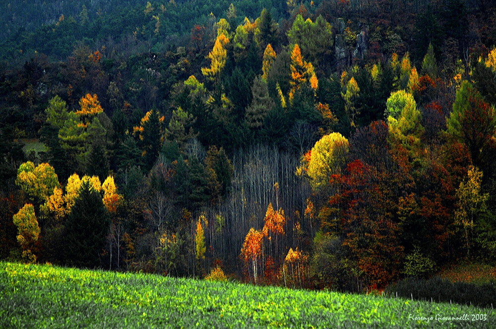 Telfen:der Zauberwald.