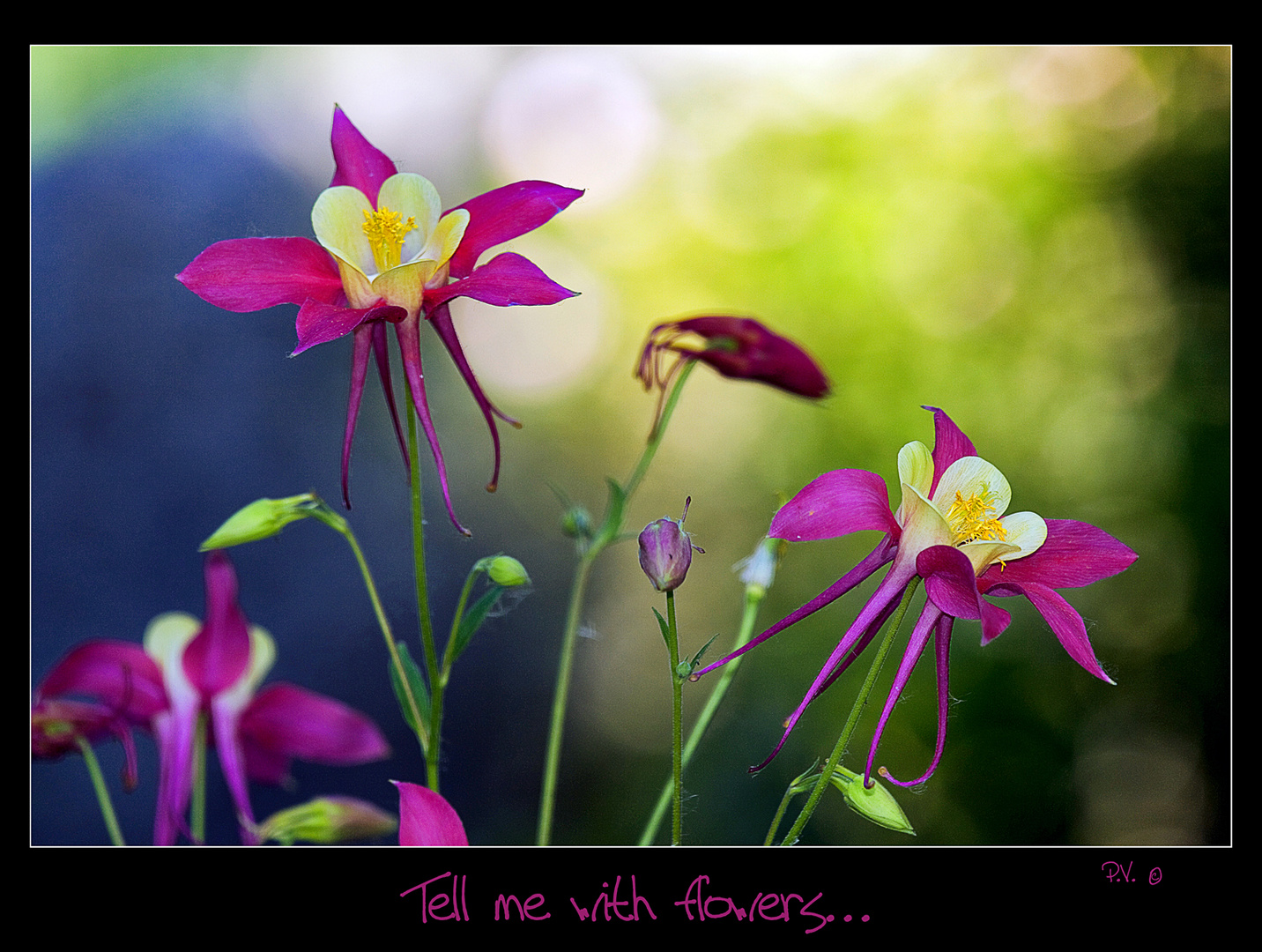 Tell me with flowers...