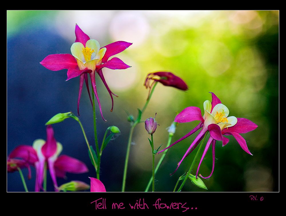 Tell me with flowers...