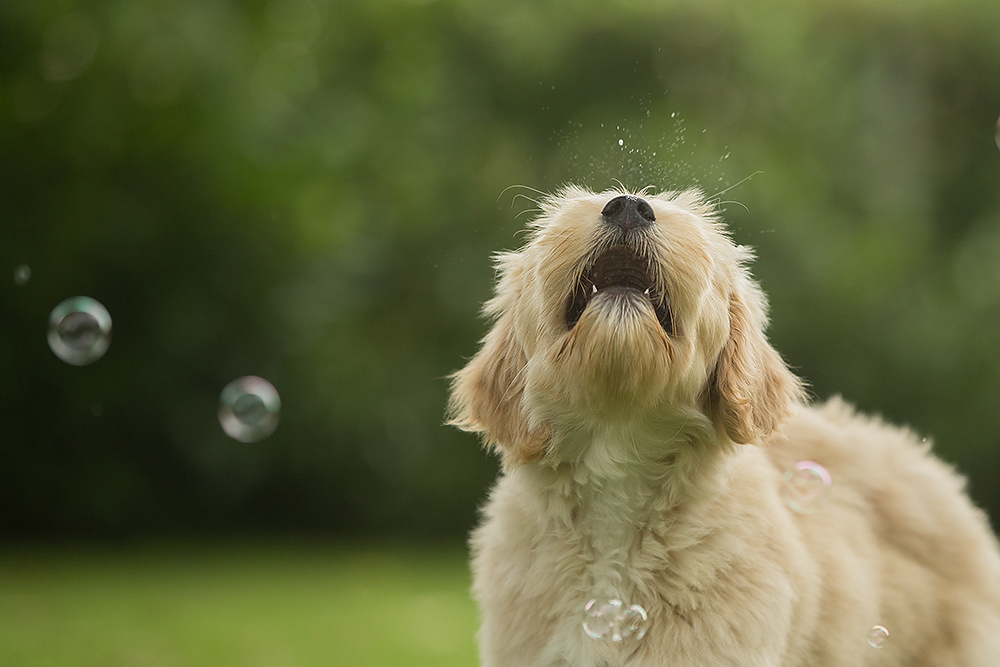 tell my why.... Foto & Bild | seifenblasen, hund, natur Bilder auf