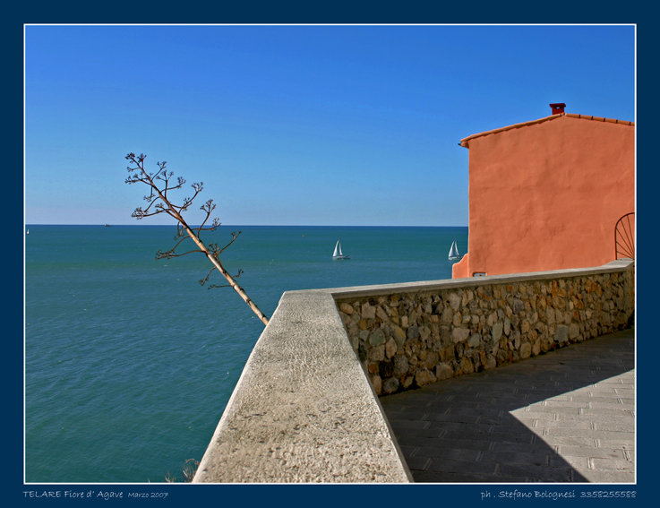 TELLARO agave