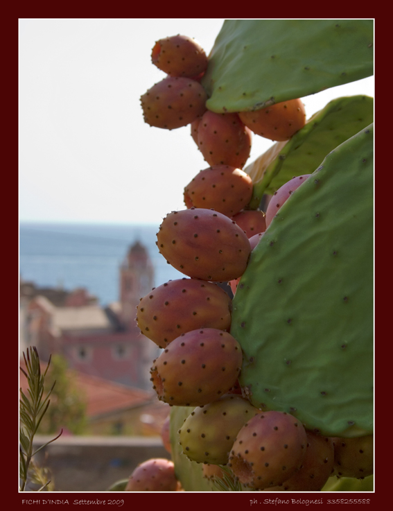 TELLARO fichi d'India