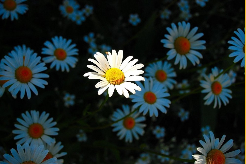 Telle une danseuse étoile en pleine lumière