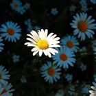Telle une danseuse étoile en pleine lumière
