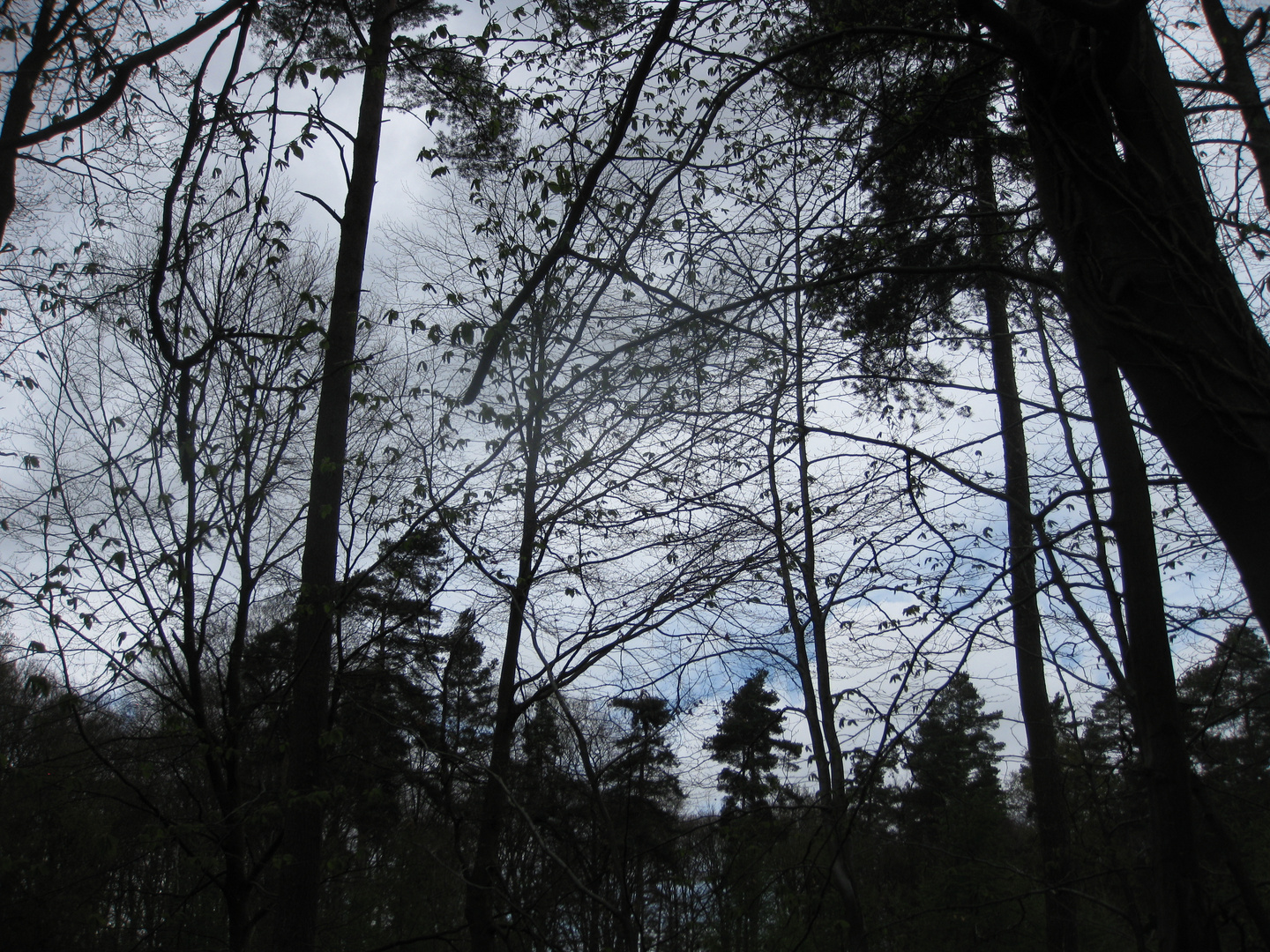 telle une nuée de pipistrelles