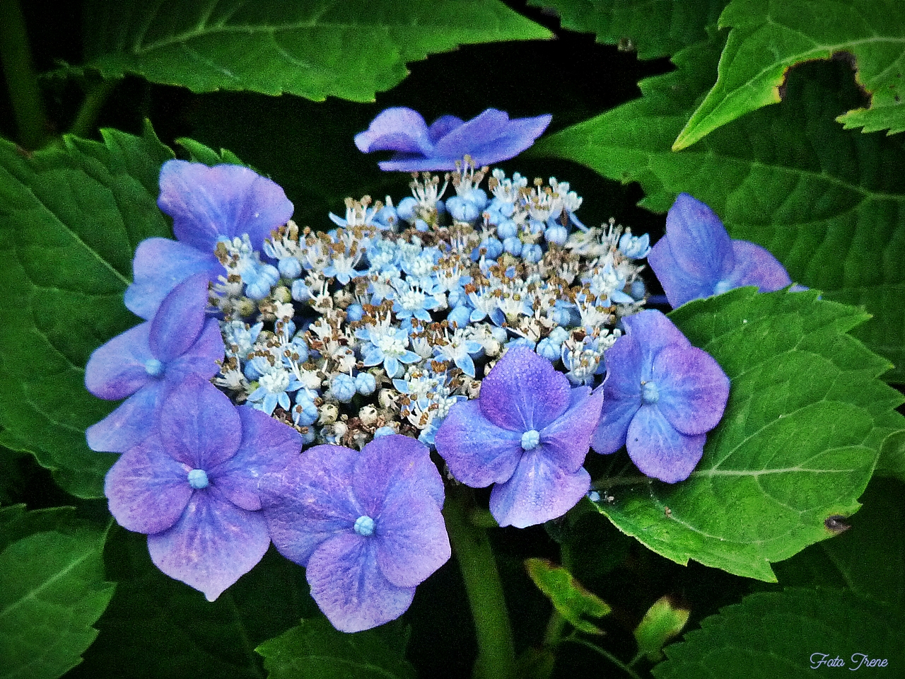 Teller-Hortensie blau