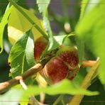 Teller- / Sandwichpfirsich, platt-runde Frucht, Buschbaum