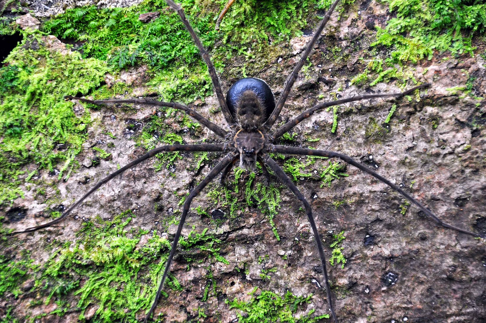 tellergroße spinne