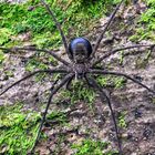 tellergroße spinne