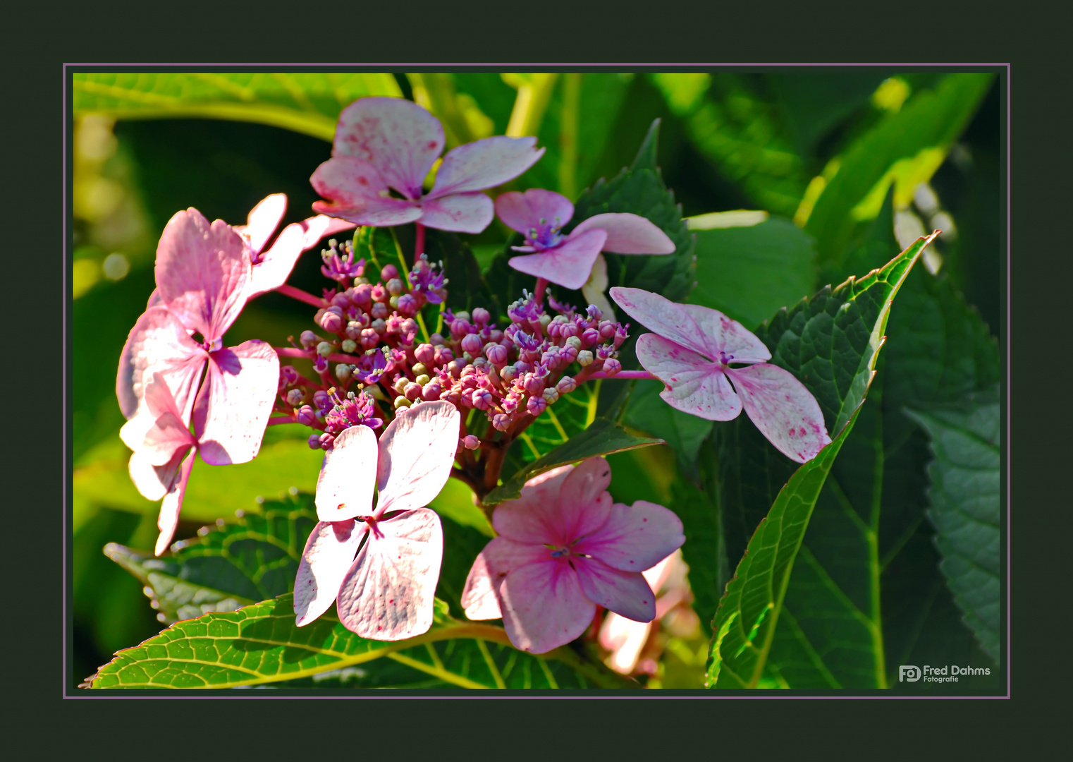 Tellerhortensie